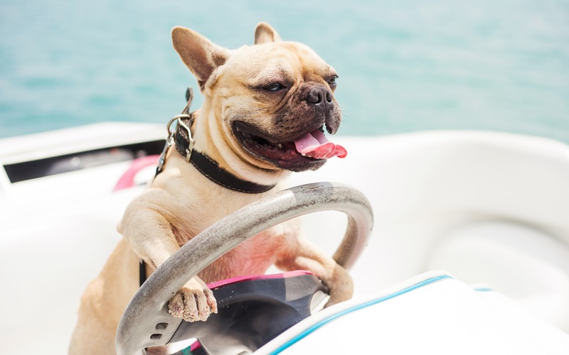 Celebrate National Dog Day by the Water