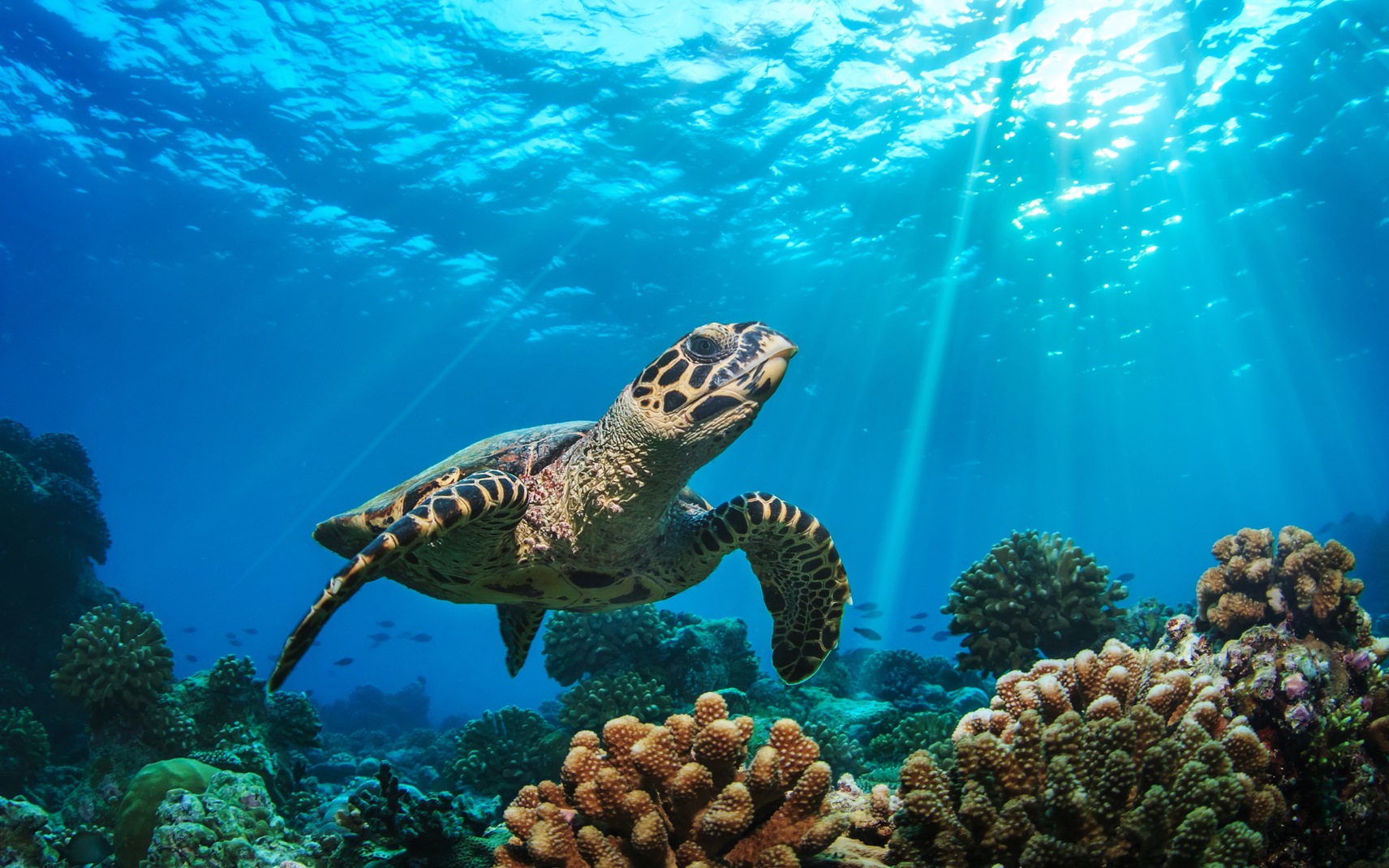 Learn More About Sea Turtle Season in Florida