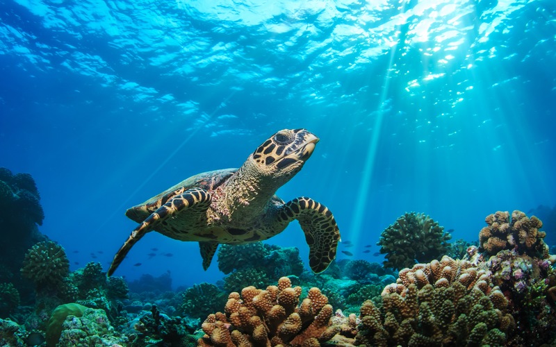 Learn More About Sea Turtle Season in Florida